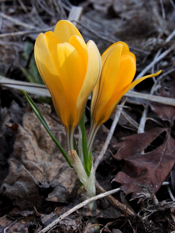 Image of Crocus chrysanthus specimen.