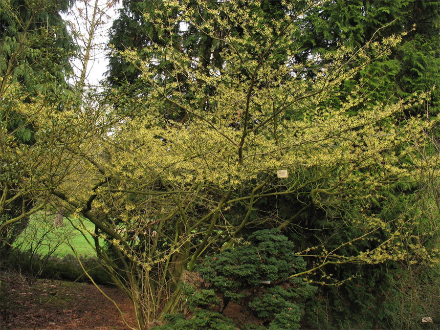 Image of Hamamelis japonica specimen.