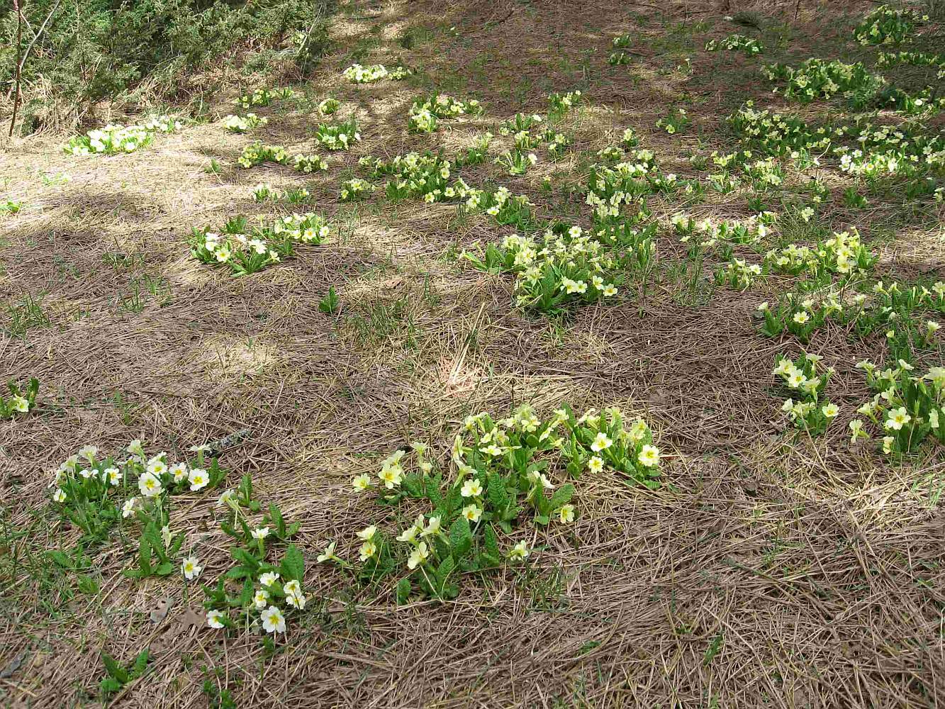 Изображение особи Primula vulgaris.