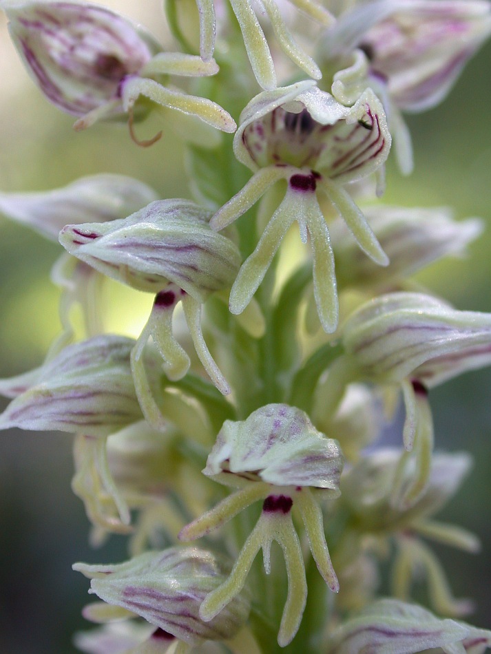 Image of Orchis galilaea specimen.