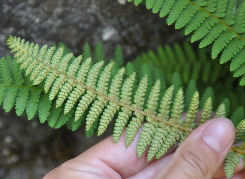 Изображение особи Dryopteris fragrans.