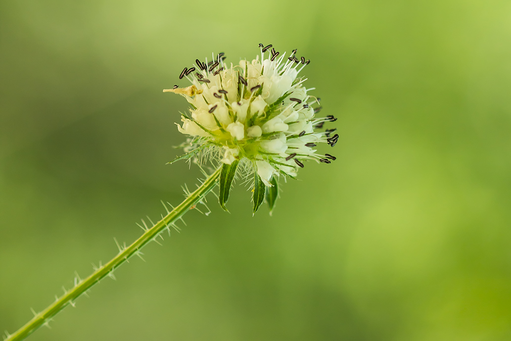 Image of Dipsacus pilosus specimen.