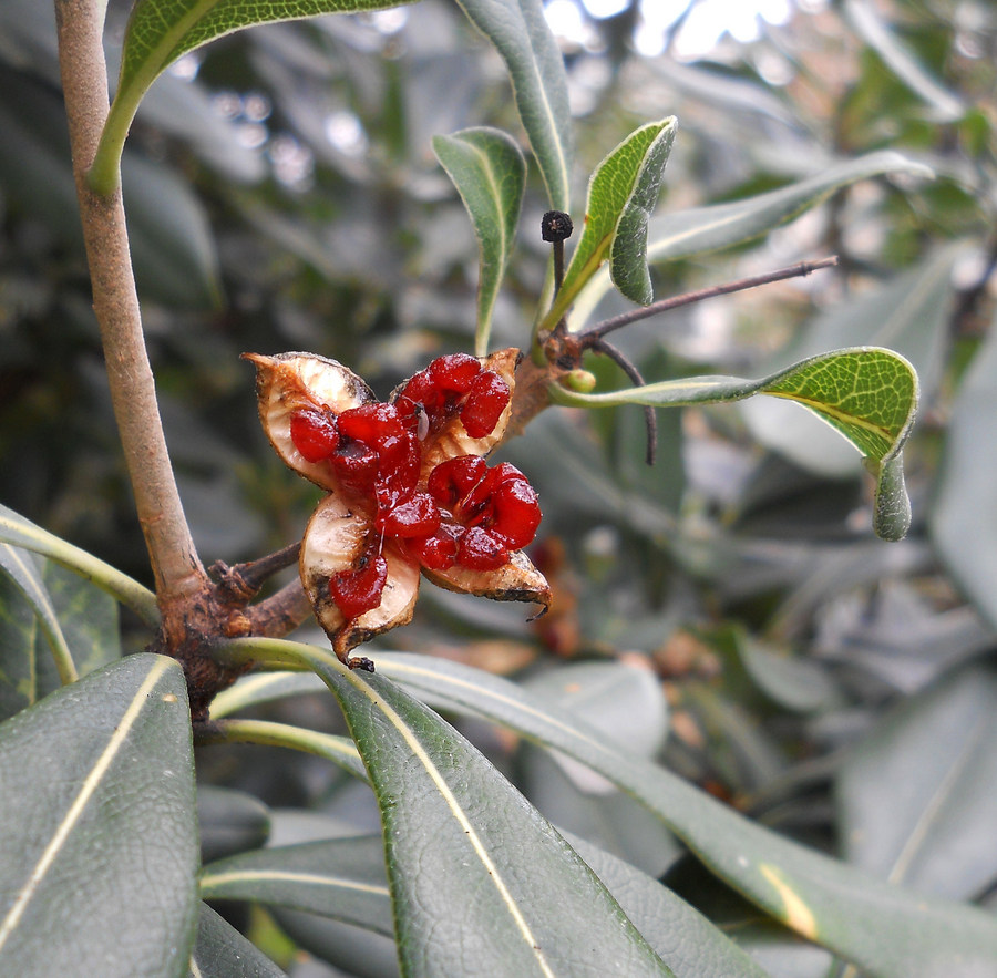 Image of Pittosporum tobira specimen.