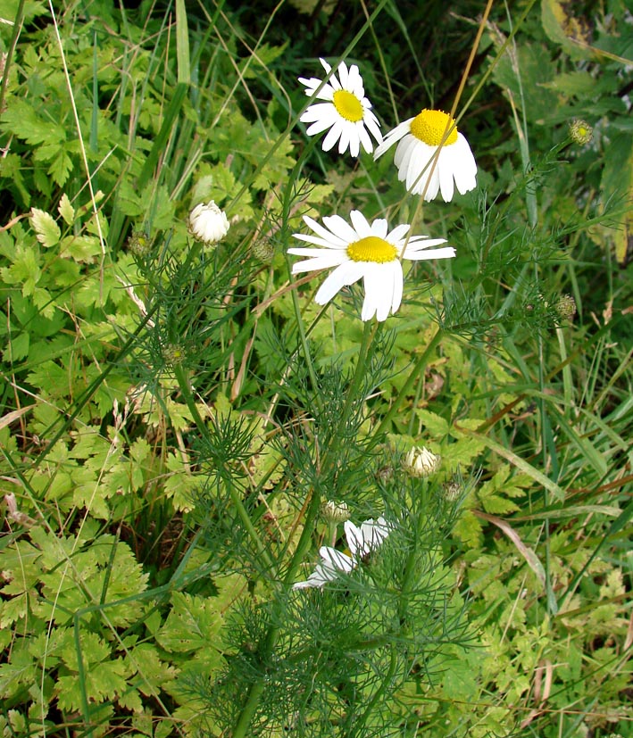 Изображение особи Tripleurospermum inodorum.