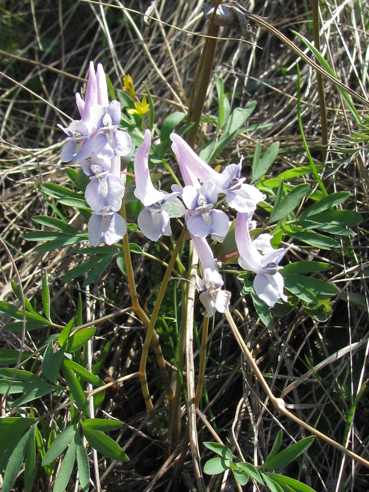 Image of Corydalis solida specimen.