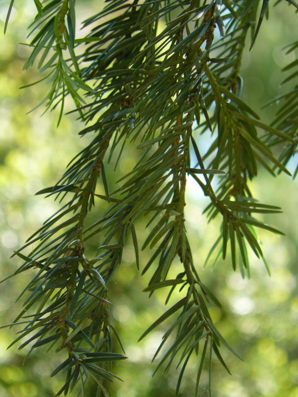 Изображение особи Torreya californica.