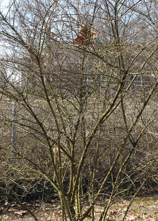 Image of Callicarpa dichotoma specimen.