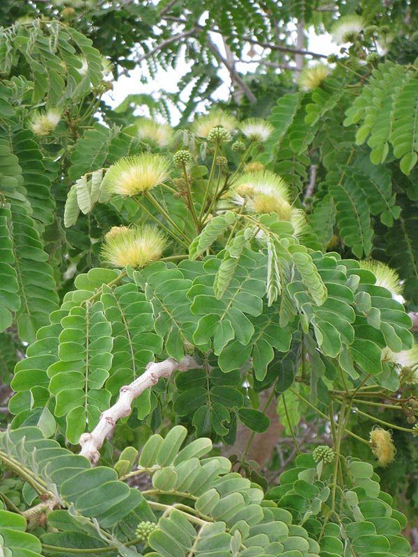 Image of Albizia lebbeck specimen.