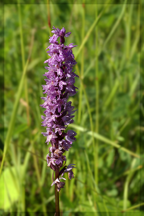 Image of Dactylorhiza fuchsii specimen.