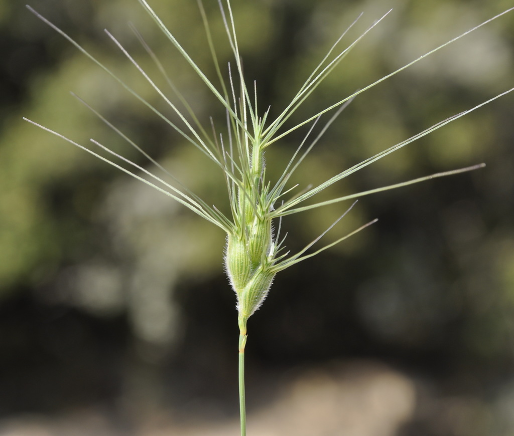 Изображение особи Aegilops ovata.