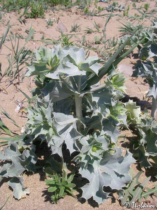 Изображение особи Eryngium maritimum.