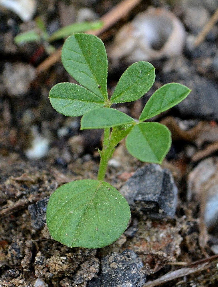 Изображение особи Glycyrrhiza echinata.