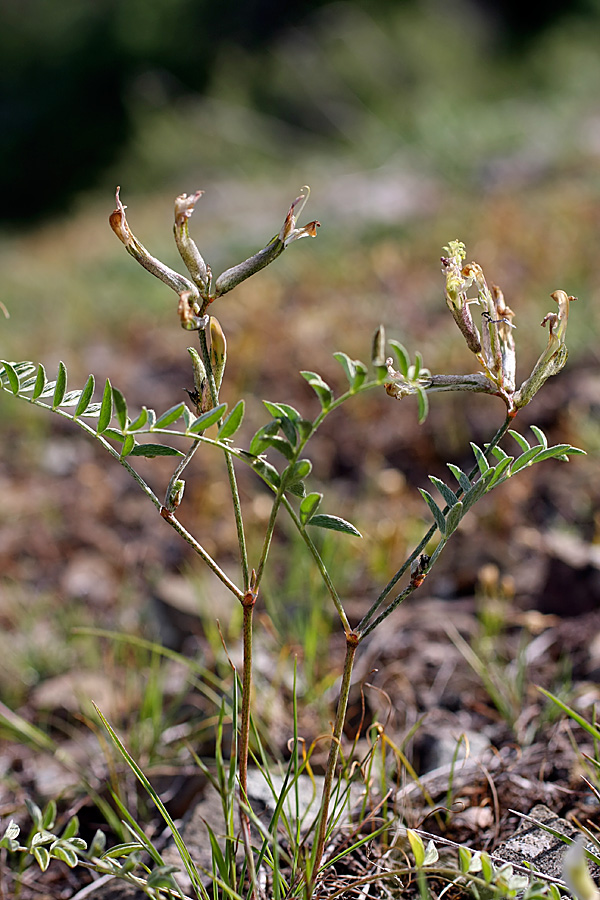 Изображение особи Astragalus macrotropis.