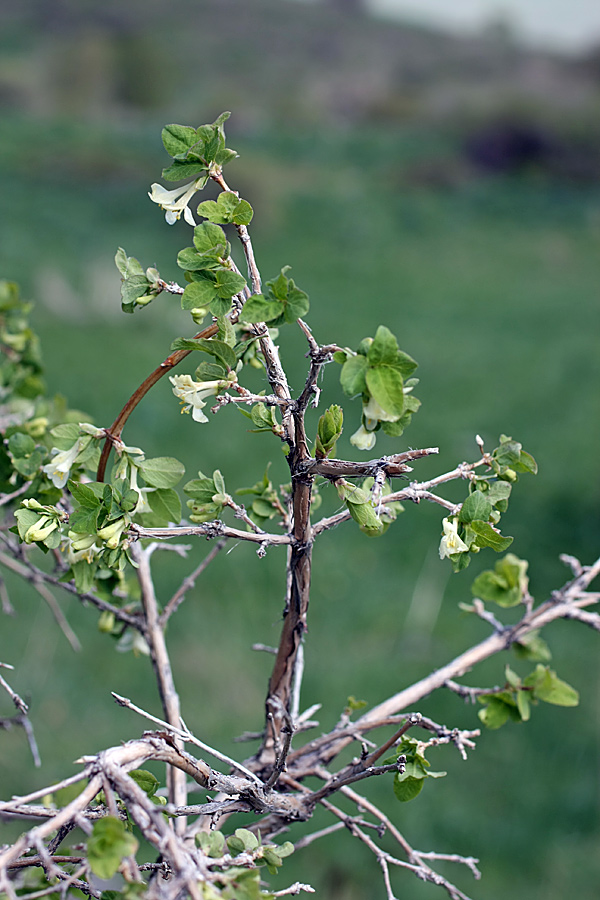 Image of Lonicera tianschanica specimen.