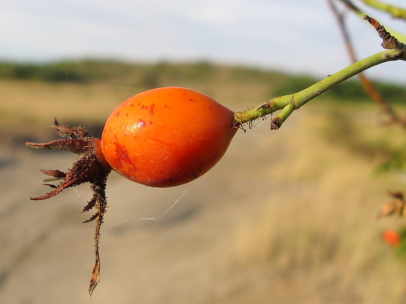 Image of genus Rosa specimen.