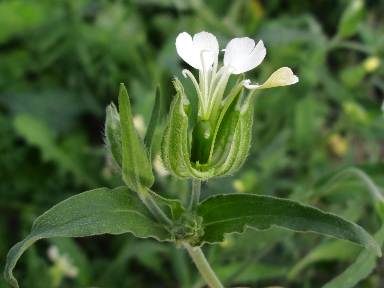 Изображение особи Melandrium latifolium.