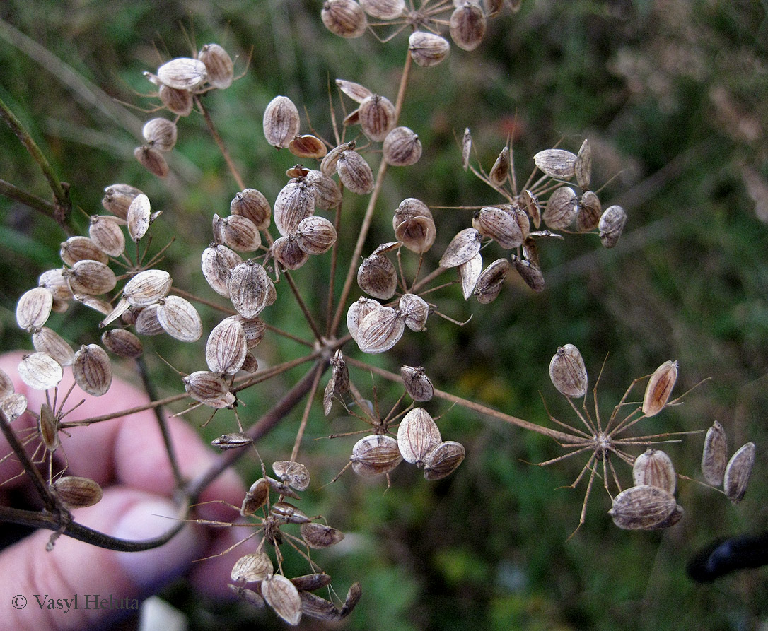 Image of Pastinaca sylvestris specimen.