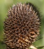 Eryngium pandanifolium