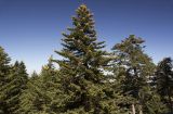 Abies cephalonica. Взрослые деревья в национальном парке. Греция, Ионическое море, о. Кефалония, национальный парк Энос. 29.09.2013.