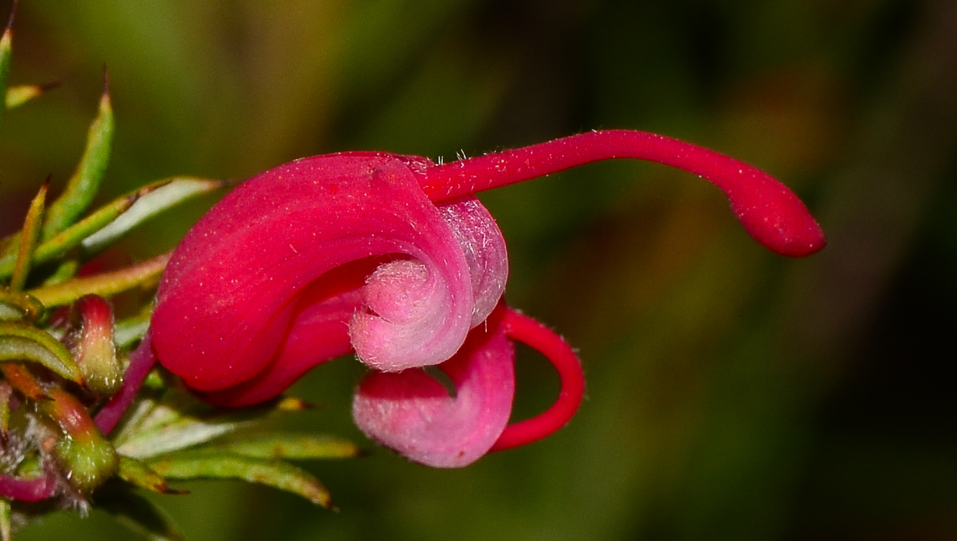 Image of Grevillea rosmarinifolia specimen.