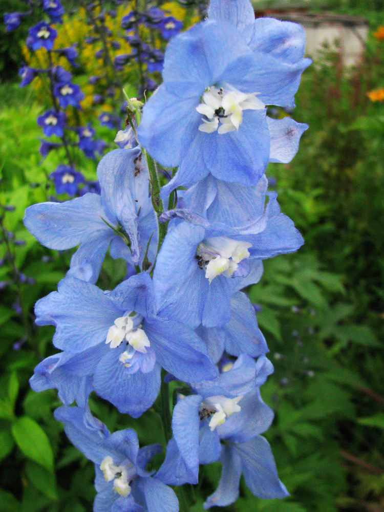 Image of Delphinium &times; phoeniceum specimen.