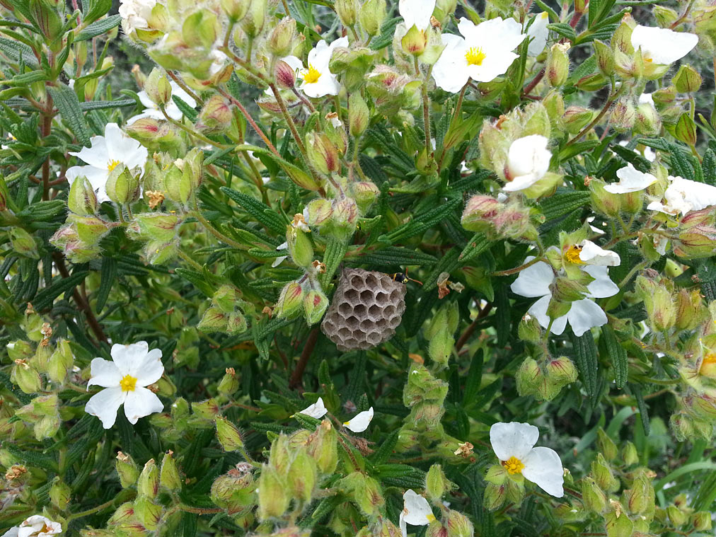 Image of Cistus monspeliensis specimen.