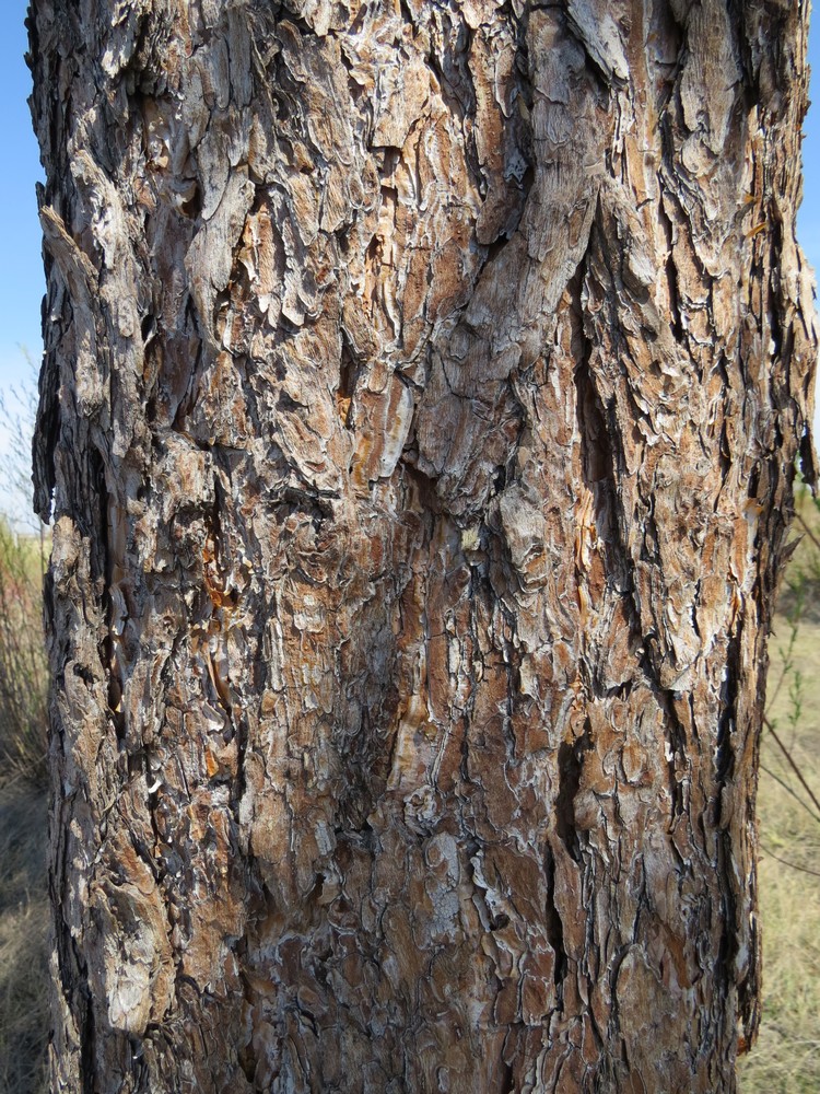 Image of Pinus sylvestris ssp. kulundensis specimen.