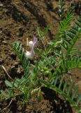 Vicia ervilia. Цветущее растение. Крым, Карадагский заповедник, хребет Карагач, южный склон. 23 апреля 2014 г.