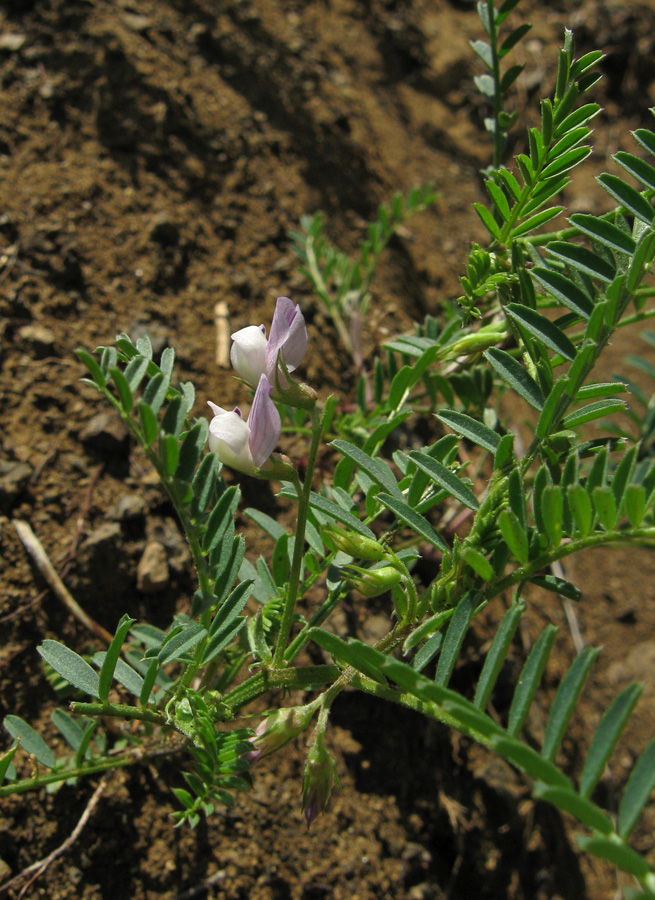 Изображение особи Vicia ervilia.