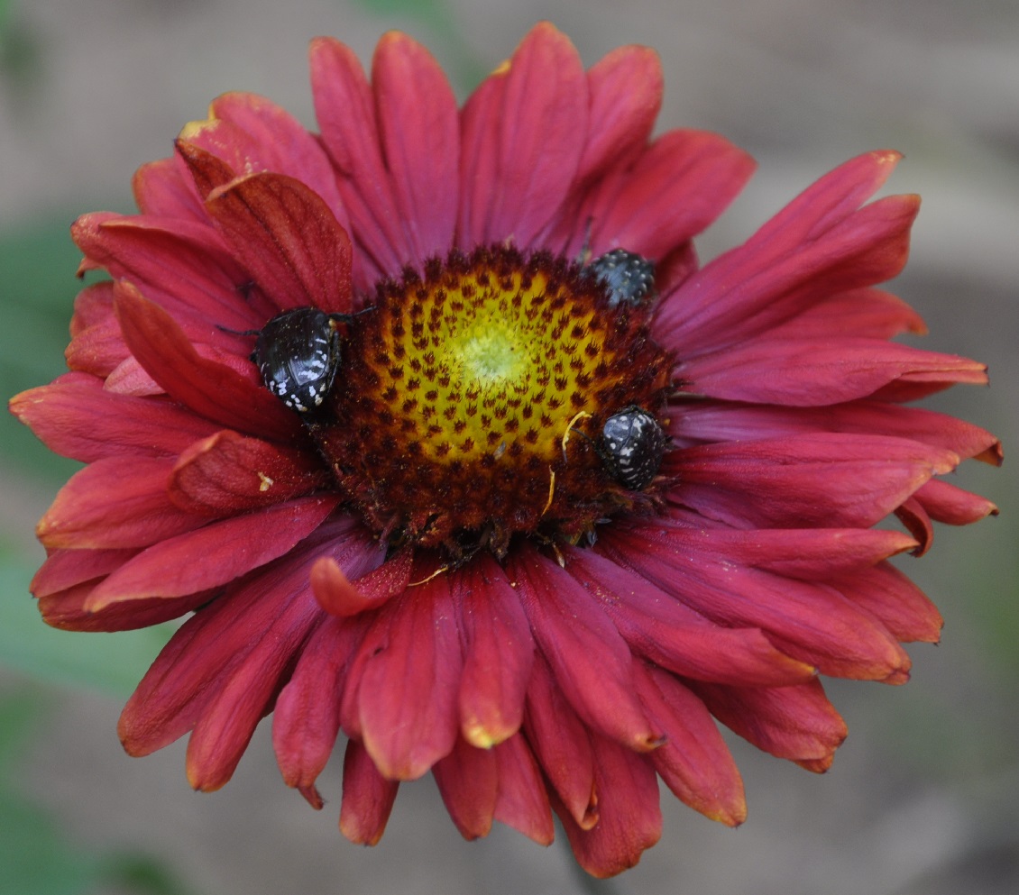 Изображение особи род Gaillardia.