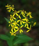 Senecio propinquus