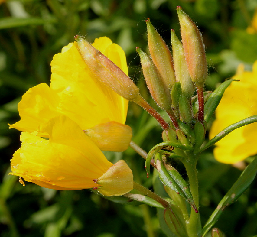 Изображение особи род Oenothera.