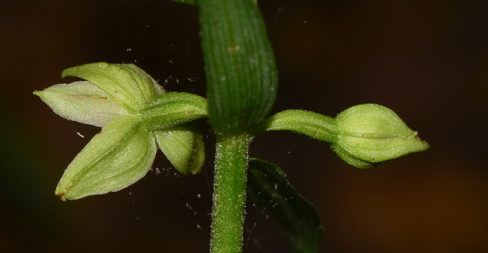 Image of Epipactis helleborine specimen.