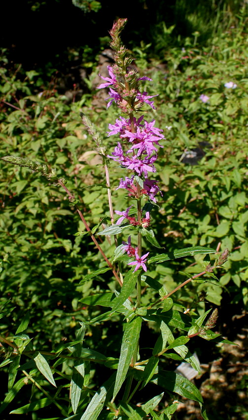 Image of Lythrum salicaria specimen.