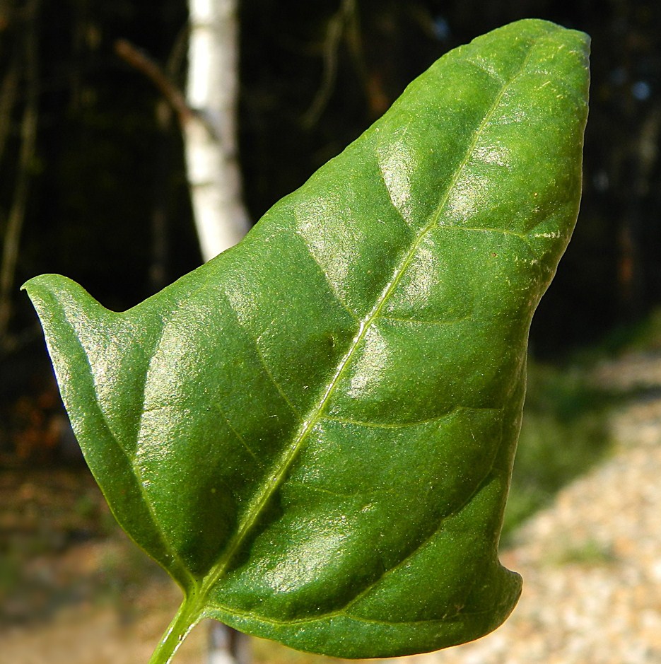 Изображение особи Atriplex prostrata.