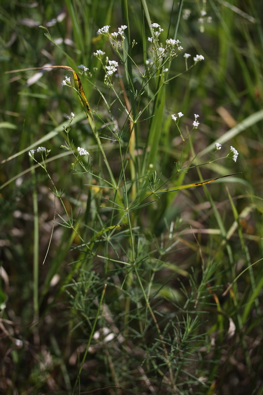 Image of Galium octonarium specimen.