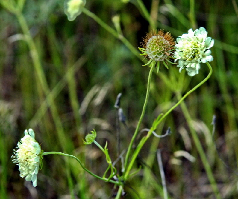 Image of Scabiosa ochroleuca specimen.