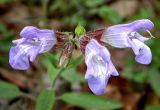 Salvia tomentosa