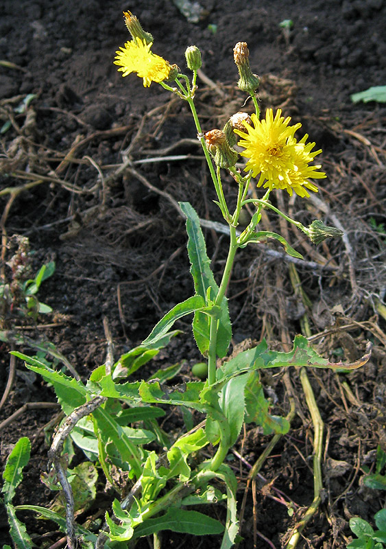 Image of Sonchus arvensis specimen.