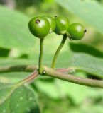 Lonicera xylosteum. Часть побега с незрелыми плодами. Окр. Томска, сосново-берёзовый лес. 05.07.2009.