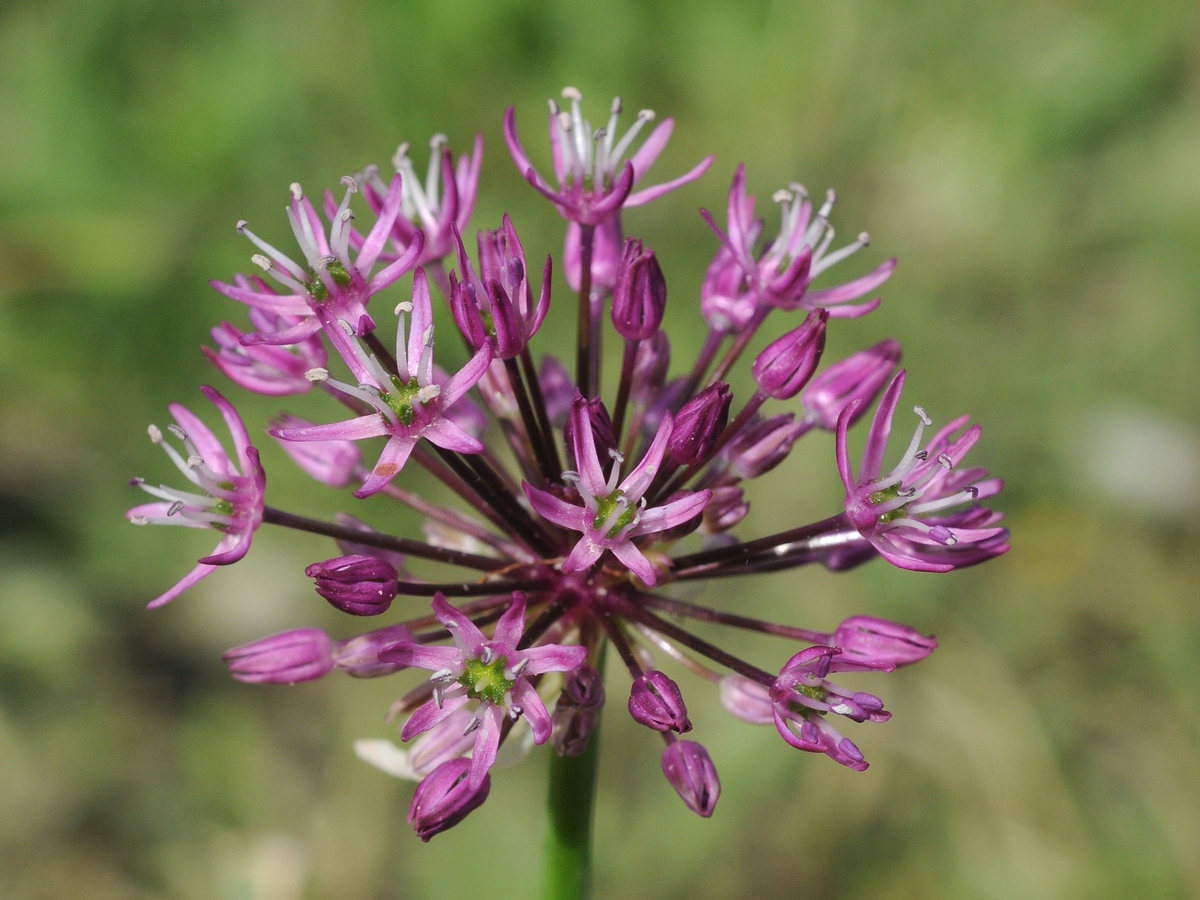 Image of Allium sarawschanicum specimen.