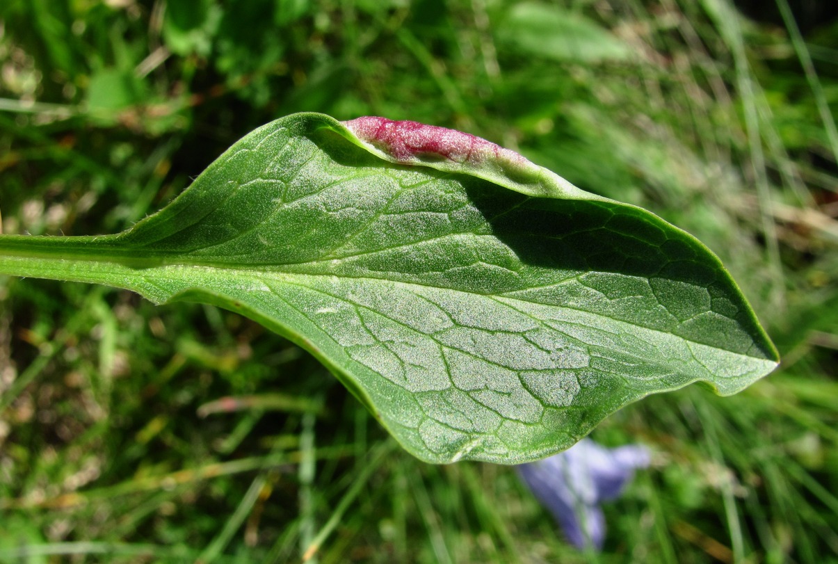 Image of Valeriana alpestris specimen.