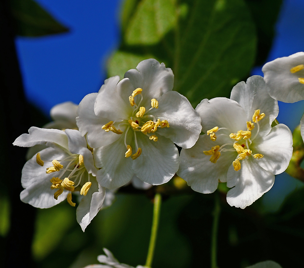 Image of Actinidia kolomikta specimen.