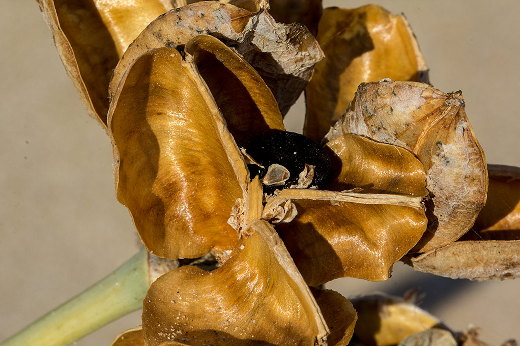 Image of Pancratium maritimum specimen.