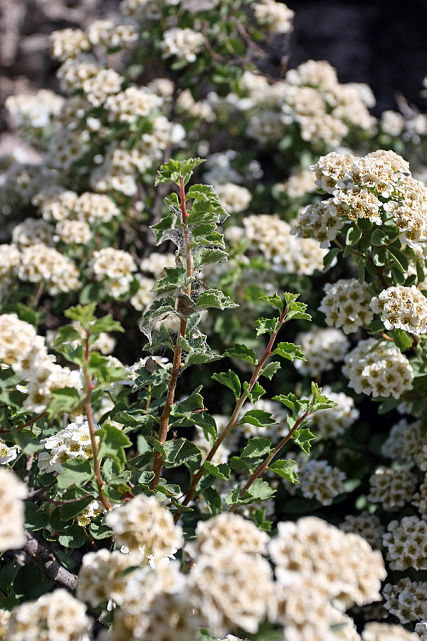 Image of Spiraea pilosa specimen.