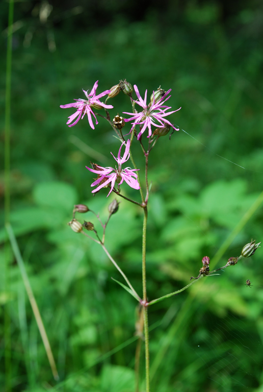 Изображение особи Coccyganthe flos-cuculi.