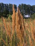 Calamagrostis canescens