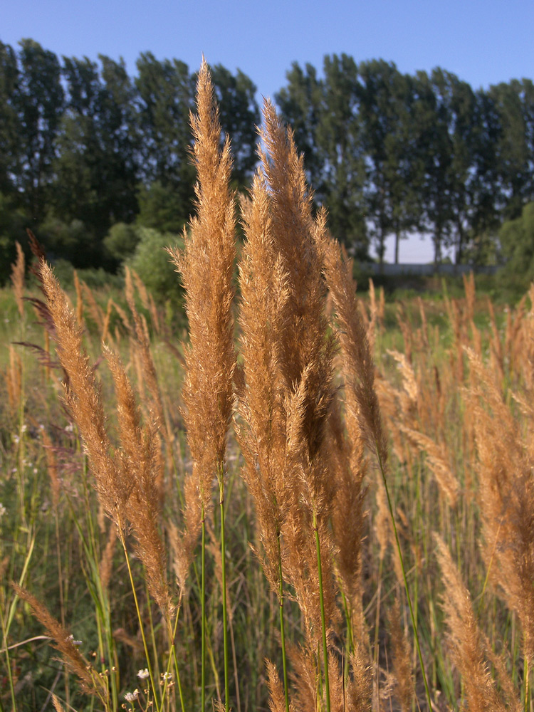 Image of Calamagrostis canescens specimen.