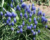 Muscari armeniacum. Цветущие растения. Восточный Казахстан, Уланский р-н, с. Украинка, дачный участок, в культуре. 12.05.2009.