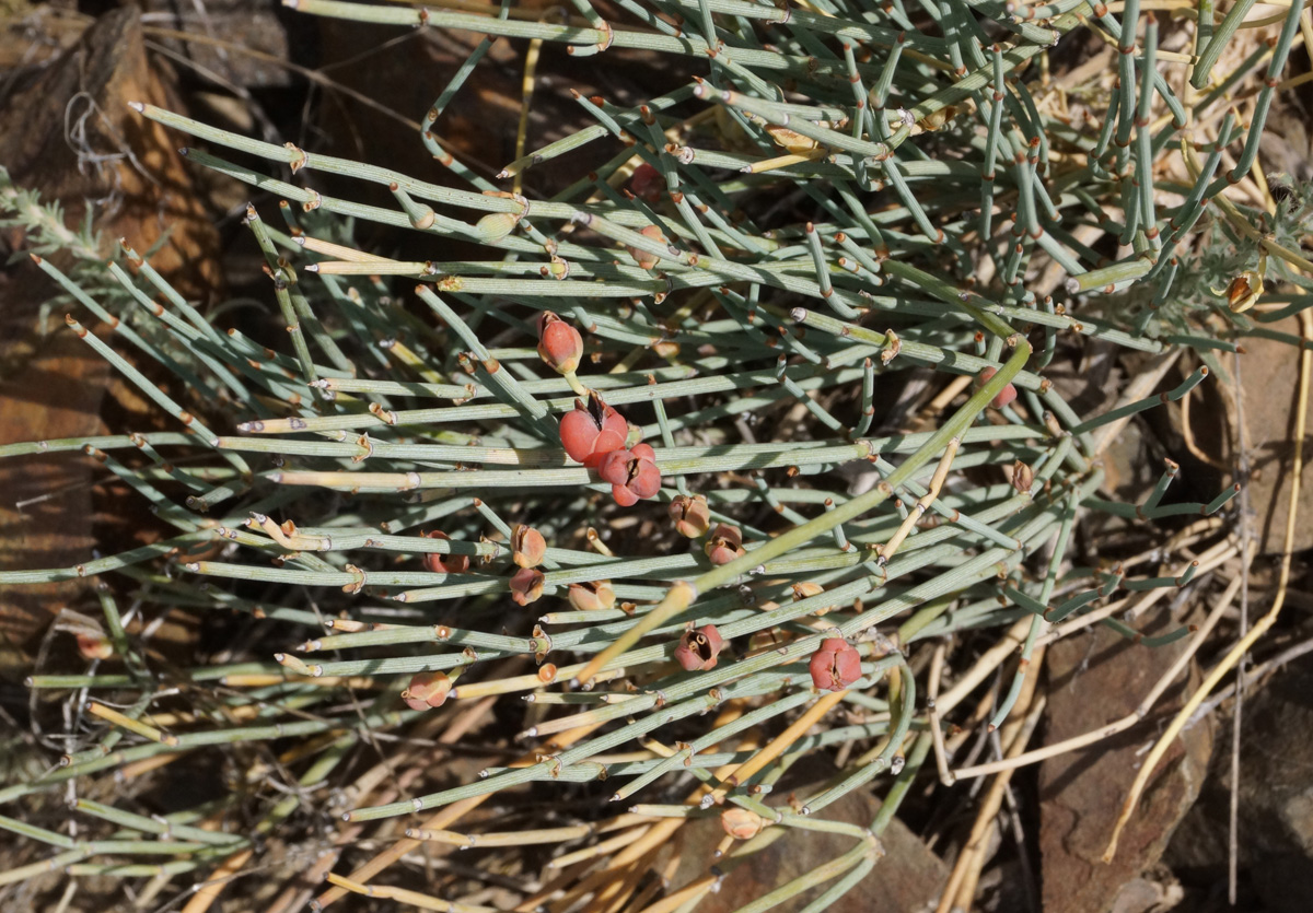 Image of Ephedra equisetina specimen.